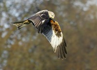 /album/birds-of-prey/gig2-087-filtered-jpg/